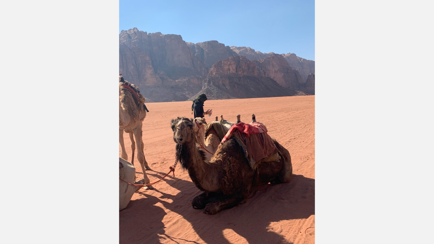 A camel in Jordan